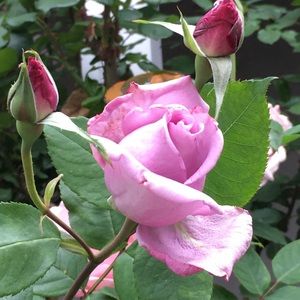 Meet your Posher, Connie